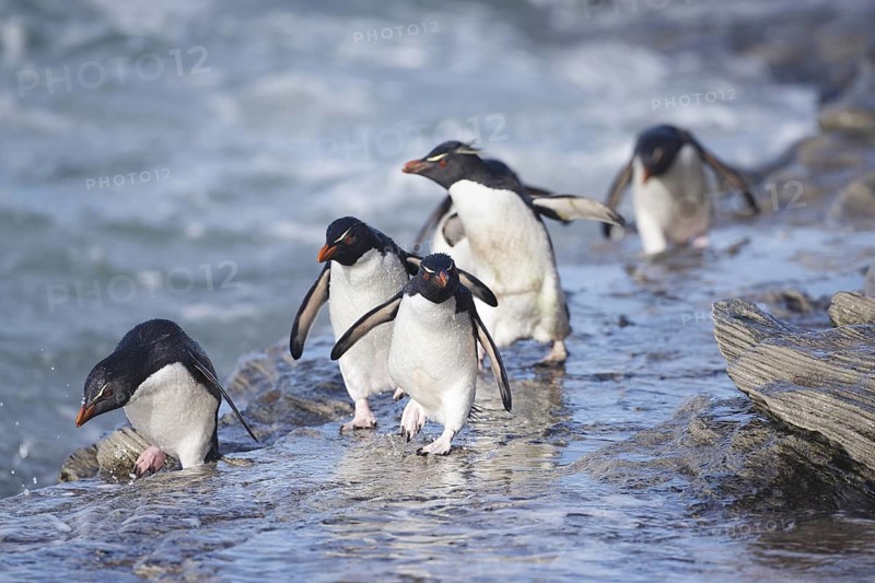 Southern Rockhopper Penguin (Eudyptes chrysocome) group walking, Saunders Island, Falkland Islands