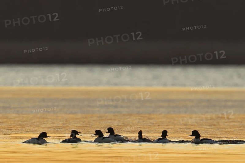 Common Merganser (Mergus merganser) group, Brandenburg, Germany