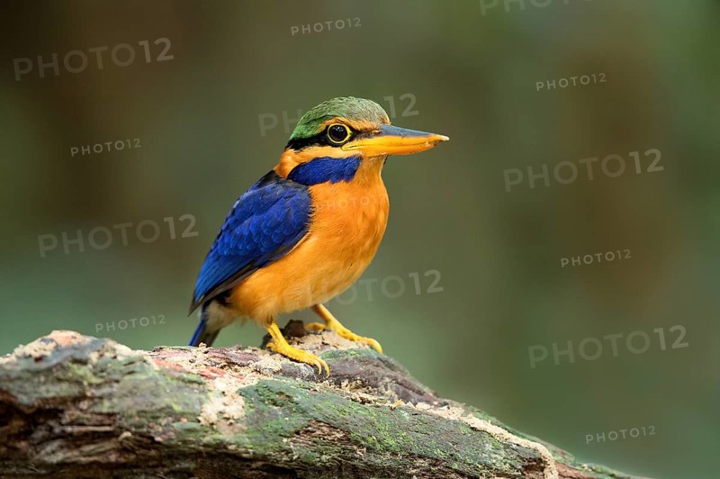 Rufous-collared Kingfisher (Actenoides concretus) male perched on a branch, Pahang, Malaysia
