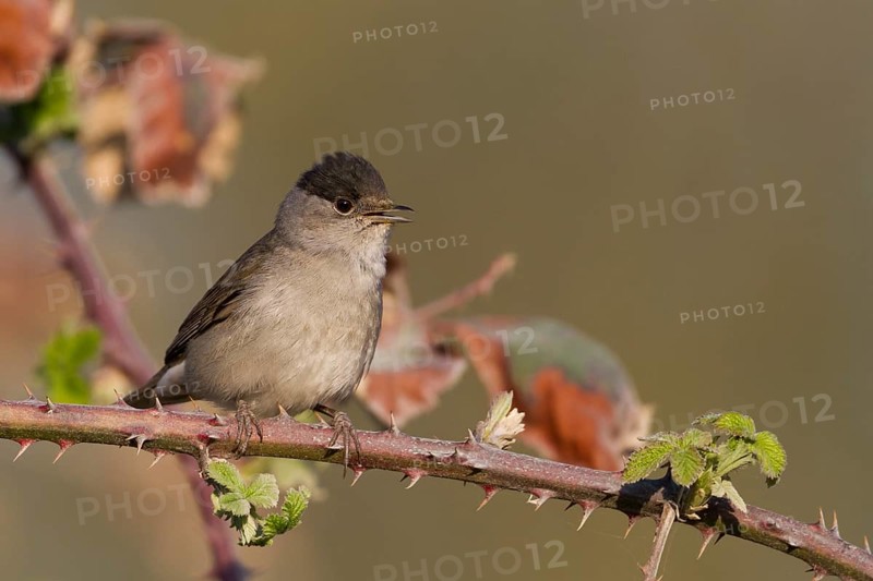 Blackcap - Mönchsgrasmücke - Sylvia atricapilla ssp. atricapilla, Germany, adult male