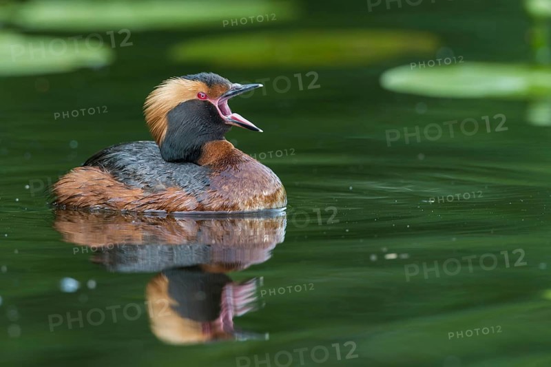 Ohrentaucher (Podiceps auritus) Slavonian Grebe