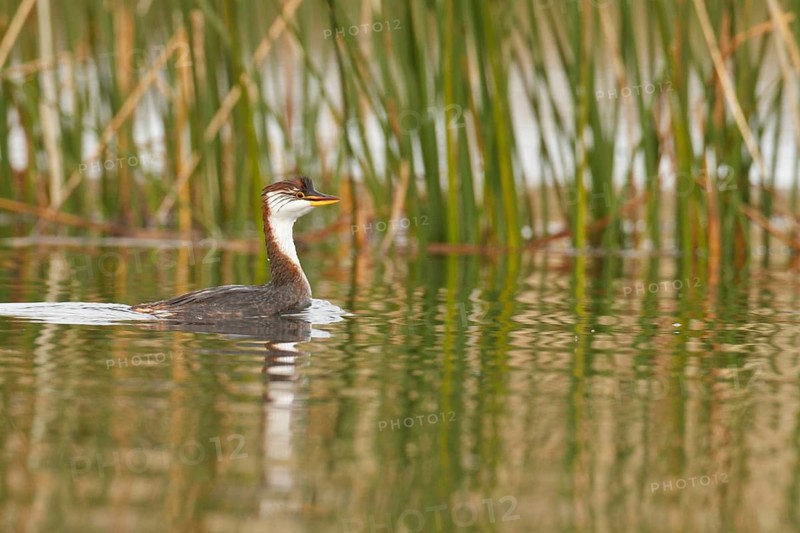 Titicaca Flightless Grebe (Rollandia microptera) in lake Titicaca in Bolivia, South America