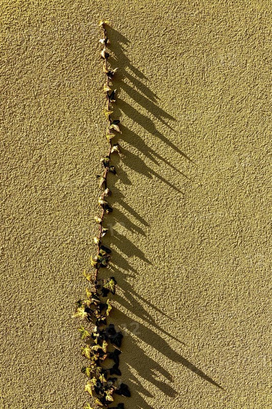 Intricate leaves stretch upwards on a textured yellow wall, creating captivating shadows in the warm light of golden hour, showcasing nature's artistry and patterns