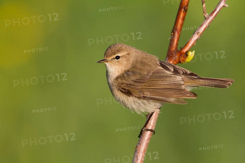 Siberian Chiffchaff - Taigazilpzalp - Phylloscopus tristis, Kazakhstan