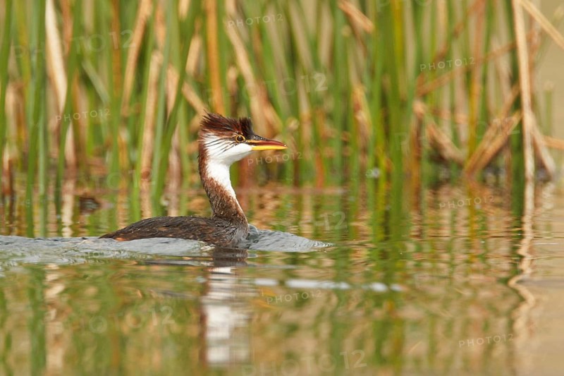 Titicaca Flightless Grebe (Rollandia microptera) in lake Titicaca in Bolivia, South America