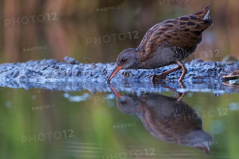 Water Rail (Rallus aquaticus) foraging, Saxony, Germany