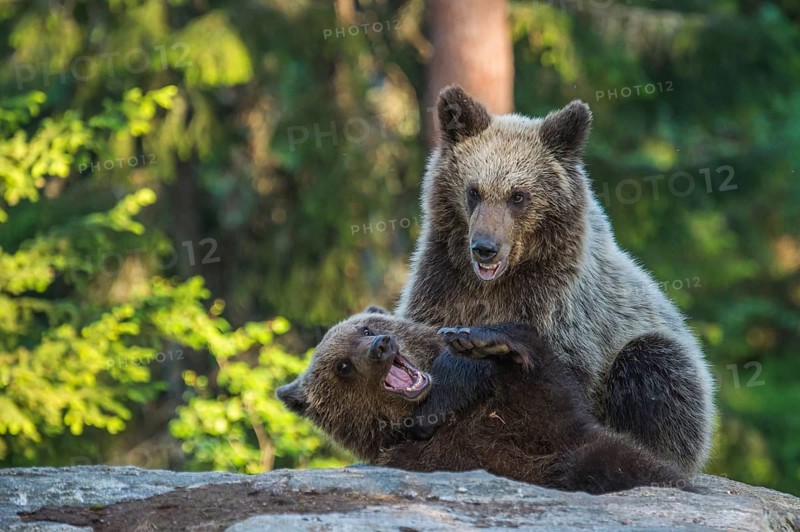 Eurasian Brown Bear (Ursus arctos) two fighting in forest, Finland