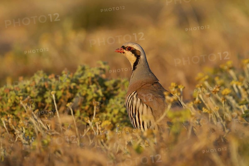 Chukar Partridge (Alectoris chukar), Cyprus