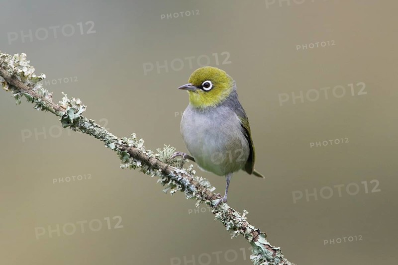 Silvereye (Zosterops lateralis) perched on a branch, Victoria, Australia