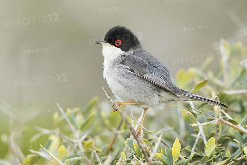Sardinian Warbler (Sylvia melanocephala) male, Mallorca, Spain
