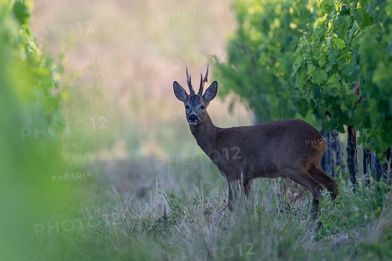 Roebuck in the vineyard in summer, Wittlich, Rhineland-Palatinate, Germany