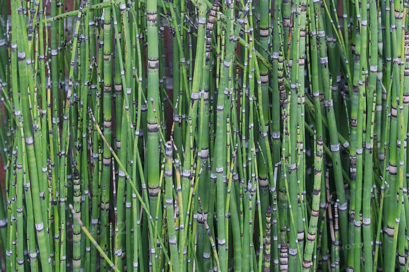 Horsetails (Equisetum), Münsterland, North Rhine-Westphalia, Germany
