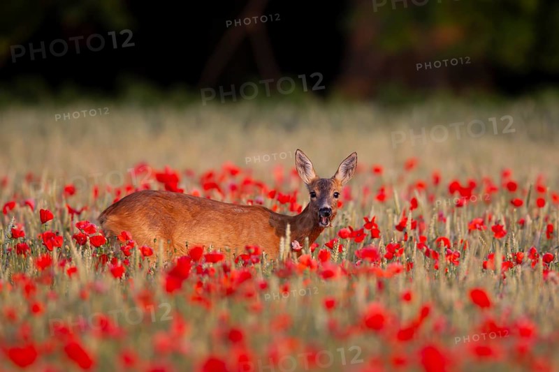 Roe deer (Capreolus capreolus) adult animal female doe feeding in a farmland cereal field filled with poppy flowers in summer, England, United Kingdom