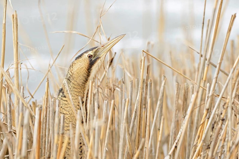 A quick look... Bittern (Botaurus stellaris) in winter, lives well hidden in its typical habitat, sticks its head out of the reeds, rare native bird species, wildlife, Germany