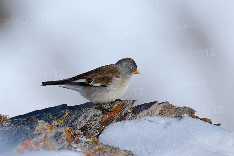 Snowfinch (Montifringilla nivalis), a bird sitting on an ice-covered rock under a frosty sky, Gemmi Pass, Leukerbad, Leuk, Valais, Switzerland