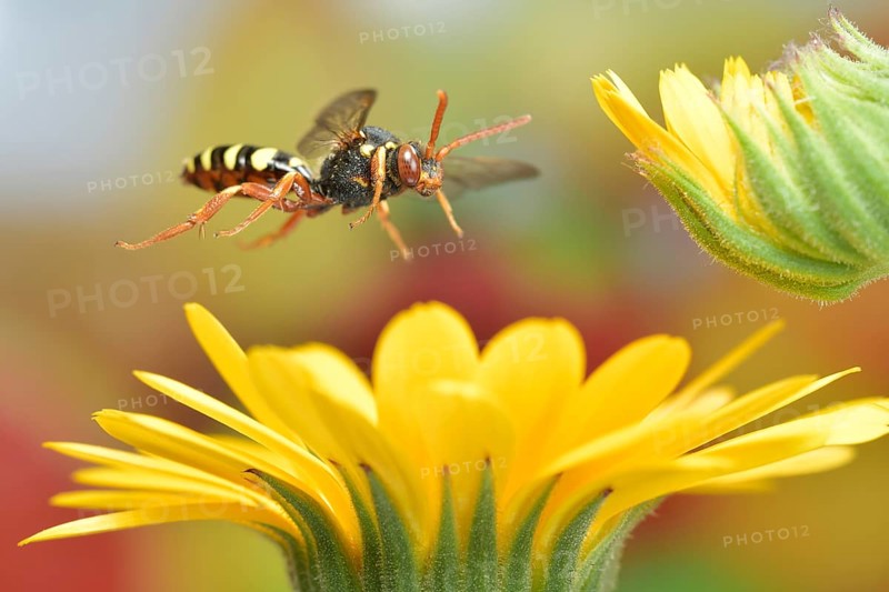 Red-bellied wasp bee (Nomada bifasciata) in flight on the flowers of the marigold (Calendula officinalis)