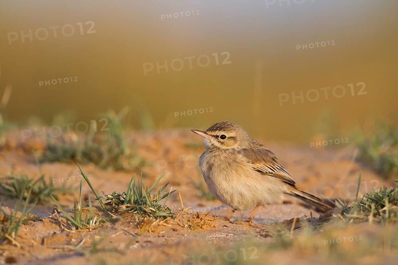 Tawny Pipit - Brachpieper - Anthus campestris, Oman