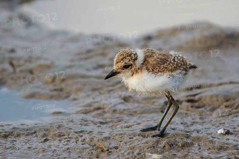 Kentish Plover (Charadrius alexandrinus) chick foraging, Mallorca, Spaiin