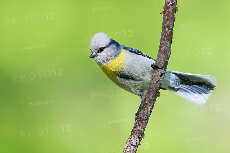 Yellow-breasted Tit - Lasurmeise - Cyanistes cyanus ssp. flavipectus, Kyrgyzstan, adult