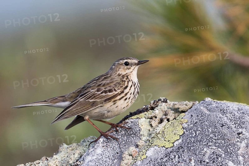 Meadow Pipit - Wiesenpieper - Anthus pratensis ssp. pratensis, Russia