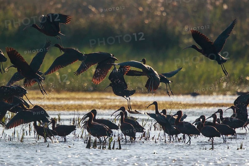 Glossy Ibis (Plegadis falcinellus) group, Greece