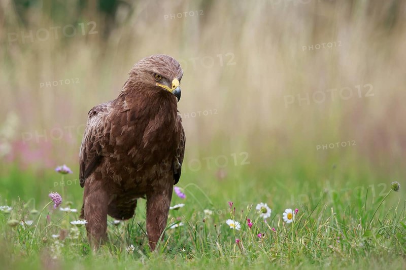 Lesser Spotted Eagle (Clanga pomarina) on grassland, Poland