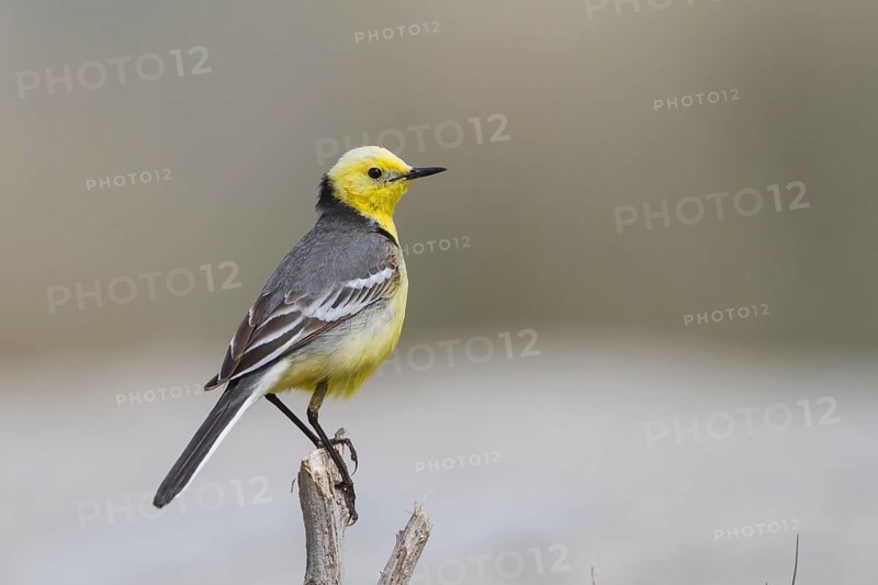 Citrine Wagtail - Zitronenstelze - Motacilla citreola ssp. citreola, Kazakhstan