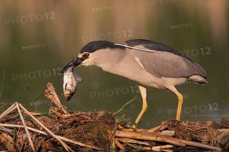 Black-crowned Night Heron (Nycticorax nycticorax) with fish prey in beak, Subotica, Serbia