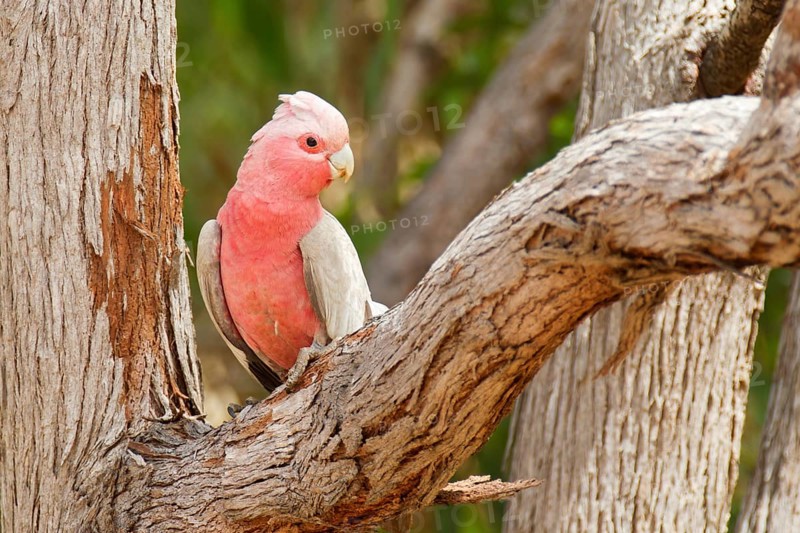 Galah (Eolophus roseicapilla kuhli), Queensland, Australia