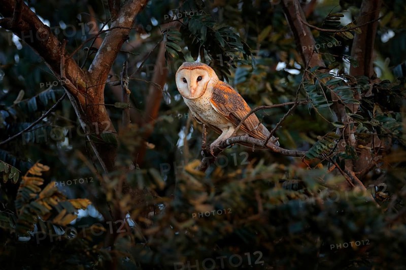 Owl from Costa Rica. Magic bird barn owl, Tito alba, sitting on tree branch in evening light forest. Wildlife scene