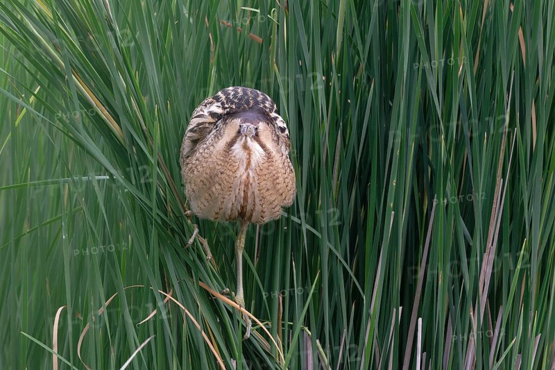 Eurasian Bittern (Botaurus stellaris), Saxony, Germany