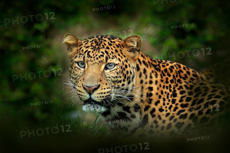 Far Eastern Amur leopard, Panthera pardus orientalis, detail portrait of wild cat in the nature green forest habitat. Leopard spotted cat from China, Asia. Close-up portrait in vegetation, wildlife