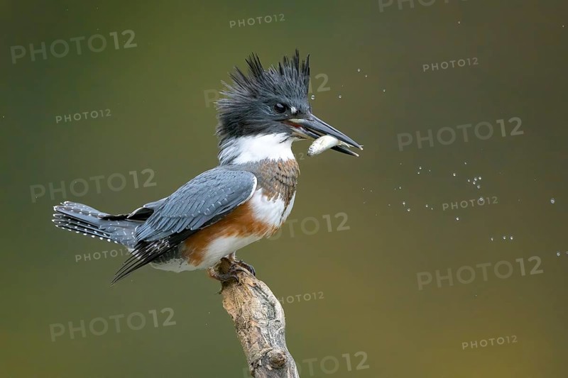 Belted Kingfisher (Megaceryle alcyon) female perched on a branch with a fish prey in its beak, Colorado, USA