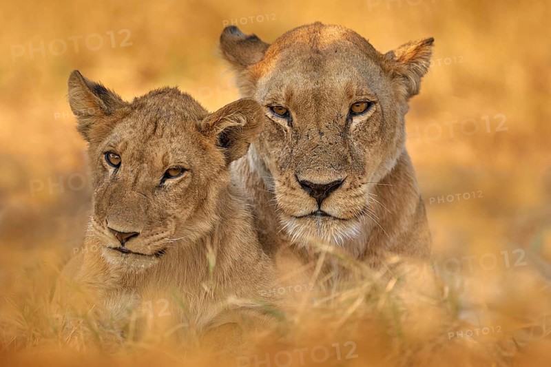 Africa wildlife, Cute lion cub with old brothert, African danger animal, Panthera leo, Khwai river, Botswana in Africa. Cat babe in nature habitat. Wild lion in the grass habitat