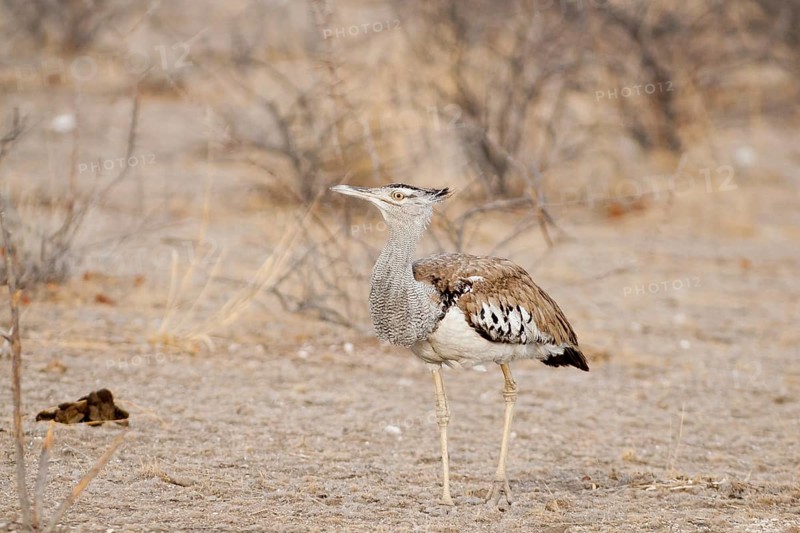 Kori Bustard (Ardeotis kori), Namibia