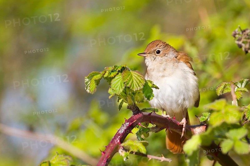 Common Nightingale (Luscinia megarhynchos), Baden-Wuerttemberg, Germany