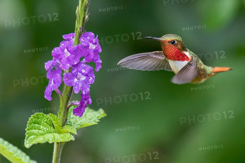 Scintillant Hummingbird (Selasphorus scintilla) male flying while feeding at a flower, Panama