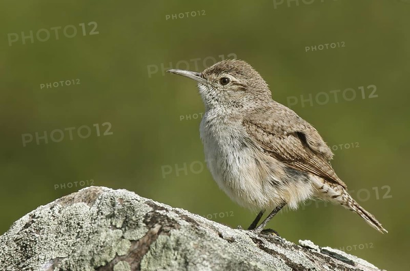 Rock Wren (Salpinctes obsoletus) male, Saskatchewan, Canada