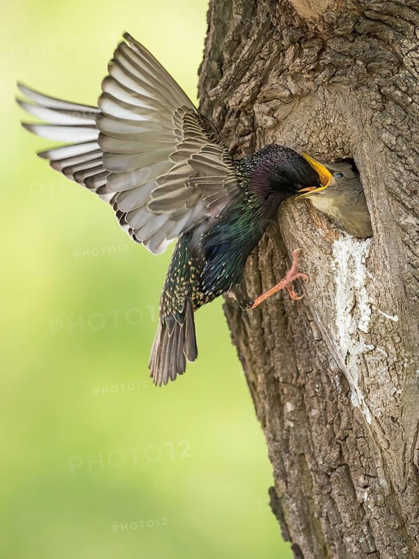 Common Starling (Sturnus vulgaris) feeding young in nest hole, Rhineland-Palatinate, Germany