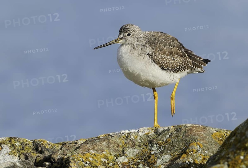 Greater Yellowlegs (Tringa melanoleuca), British Columbia, Canada