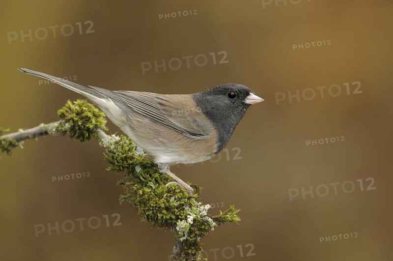 Oregon Junco (Junco hyemalis oreganus), British Columbia, Canada