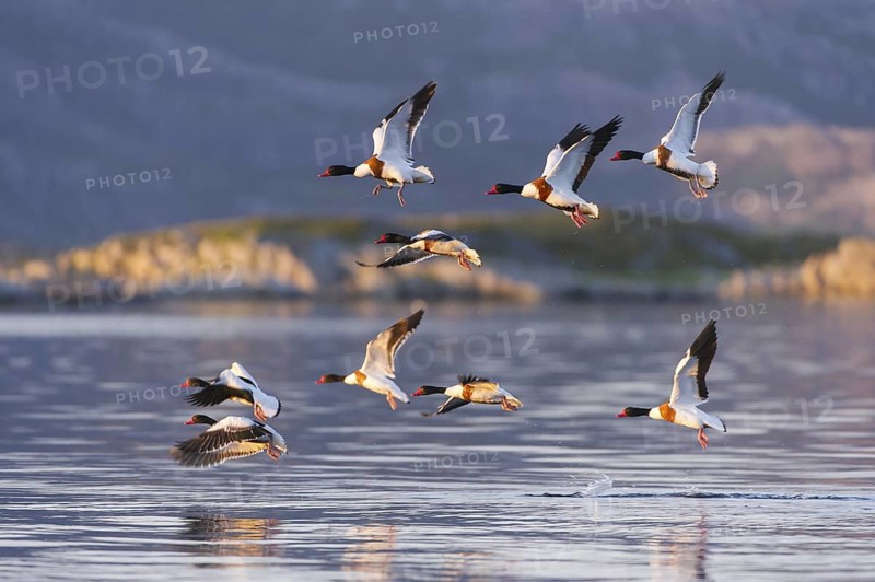 Common Shelduck (Tadorna tadorna) group flying, Nord-Trondelag, Norway