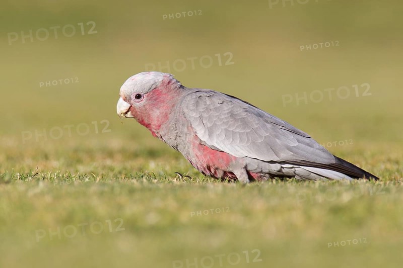 Galah (Eolophus roseicapilla) juvenile, Victoria, Australia