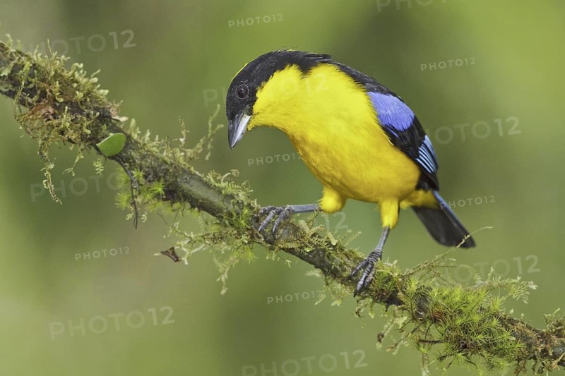 Blue-winged Mountain Tanager (Anisognathus somptuosus), Ecuador