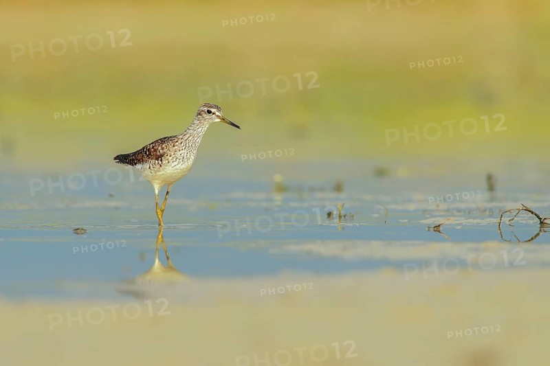 Wood Sandpiper (Tringa glareola) foraging, Lazio, Italy