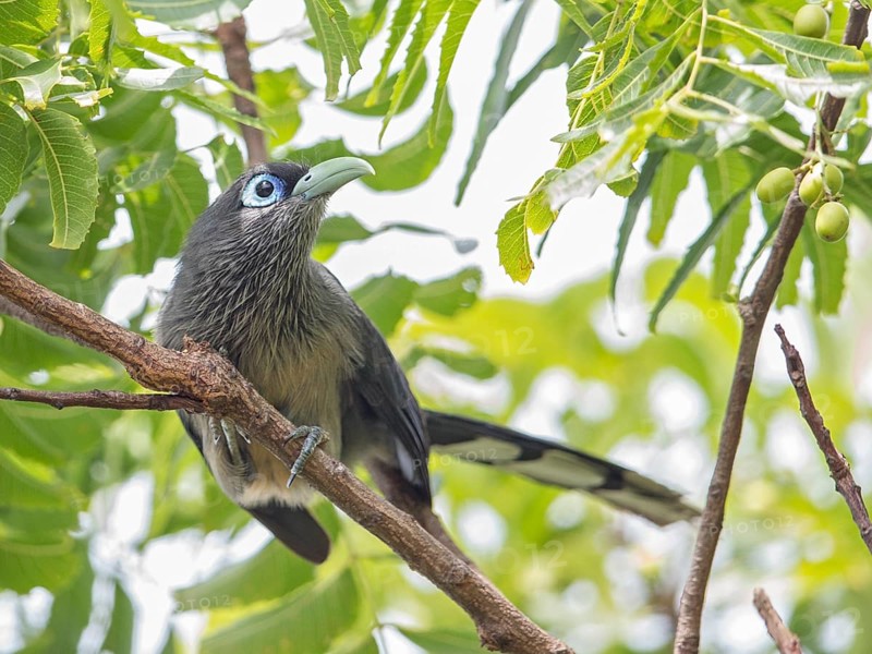 Blue-faced Malkoha (Phaenicophaeus viridirostris), Sri Lanka