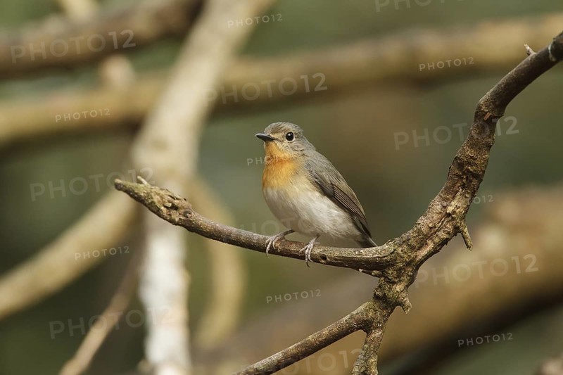 Tickell's Blue Flycatcher (Cyornis tickelliae) female, Kaeng Krachan, Thailand