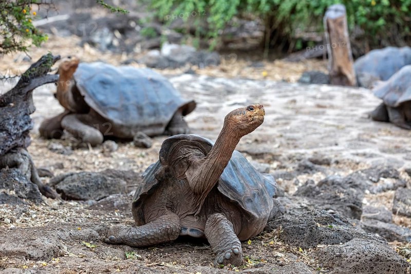 Giant tortoise (Chelonoidis nigra), Santa Cruz, Galapagos, Ecuador
