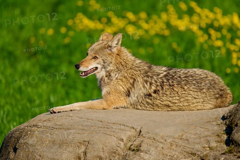 A resting coyote on a rock surrounded by fresh greenery and yellow flowers, Coyote (Canis latrans), Spring, France