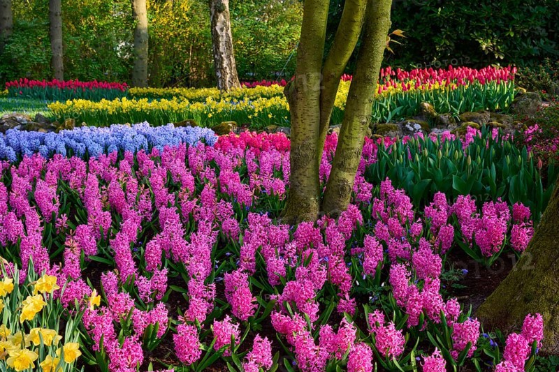 Colourful park with hyacinths, daffodils, tulips and surrounding trees, Keukenhof, Lisse, province of South Holland, Netherlands